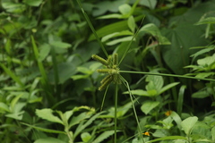 Cyperus ligularis