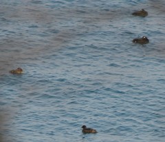 Melanitta stejnegeri