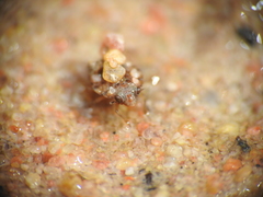 Ochteridae