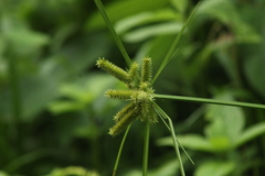 Cyperus ligularis