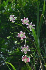 Lilium speciosum