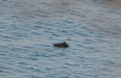 Melanitta stejnegeri