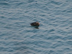 Melanitta stejnegeri