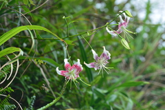 Lilium speciosum