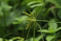 Cyperus ligularis
