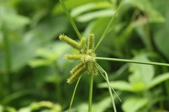 Cyperus ligularis