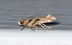 Aristotelia fungivorella