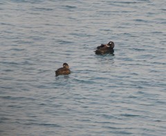 Melanitta stejnegeri