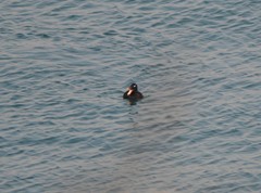 Melanitta stejnegeri