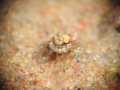 Ochteridae