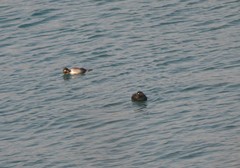 Melanitta stejnegeri