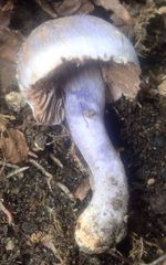 Cortinarius austrovaginatus