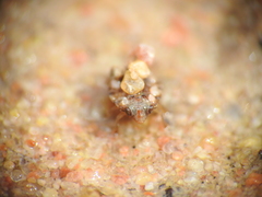 Ochteridae