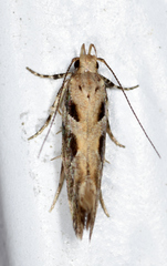 Aristotelia fungivorella