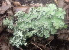 Pseudocyphellaria granulata