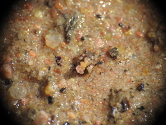 Ochteridae