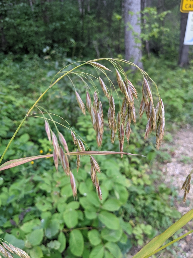 Fringed Brome