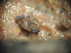 Ochteridae
