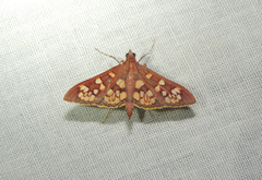 Prenesta fenestrinalis