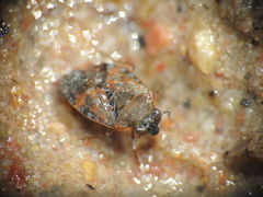 Ochteridae