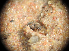 Ochteridae