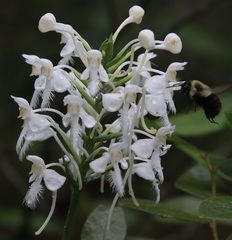 Platanthera blephariglottis blephariglottis