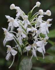 Platanthera blephariglottis blephariglottis