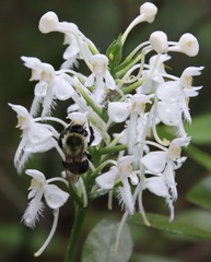 Platanthera blephariglottis blephariglottis