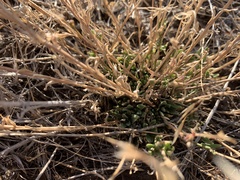 Boechera microphylla