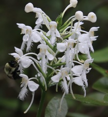 Platanthera blephariglottis blephariglottis