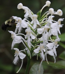 Platanthera blephariglottis blephariglottis