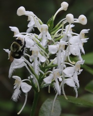 Platanthera blephariglottis blephariglottis