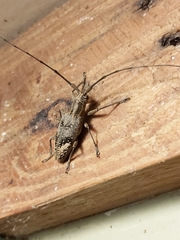 Pelargoderus rubropunctatus