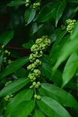 Glochidion lanceolatum