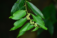 Glochidion lanceolatum