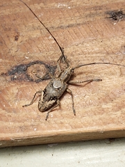 Pelargoderus rubropunctatus