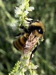Bombus borealis