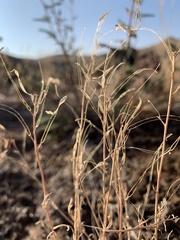 Boechera microphylla