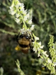 Bombus borealis