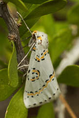 Philtraea paucimacula