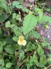Impatiens pallida