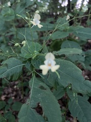 Impatiens parviflora