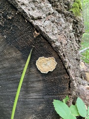Byssomerulius