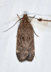Helcystogramma melantherella