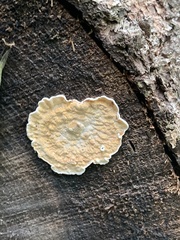 Byssomerulius