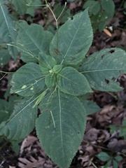Impatiens parviflora