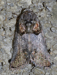 Aleptina clinopetes