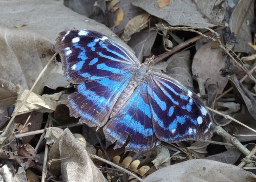 Mexican Bluewing