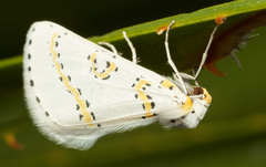 Philtraea paucimacula