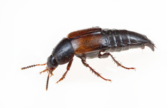 Tachinus fimbriatus